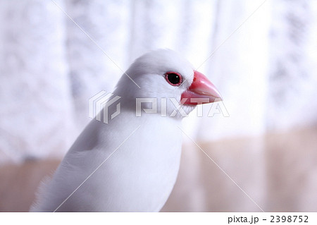 眠そうな文鳥のぶんちゃん 眠そうな文鳥のぶんちゃん 2398752