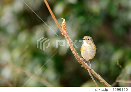 ルリビタキ 2399530