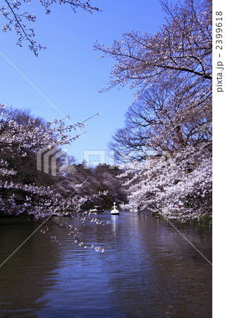 桜満開の井の頭公園 2399618