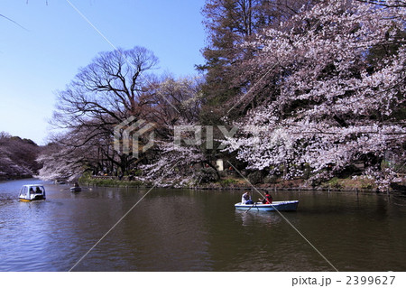 都会の春 2399627