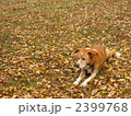 落ち葉と犬 2399768