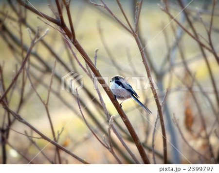 エナガ 2399797