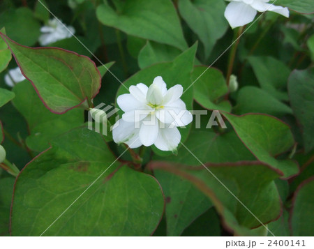 八重咲きのドクダミ 2400141