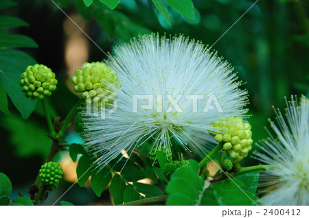 カリアンドラ・ハエマトケファラ　'アルバ' 2400412