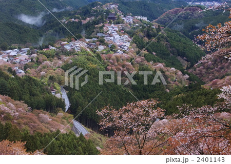 幽玄吉野山山桜 2401143