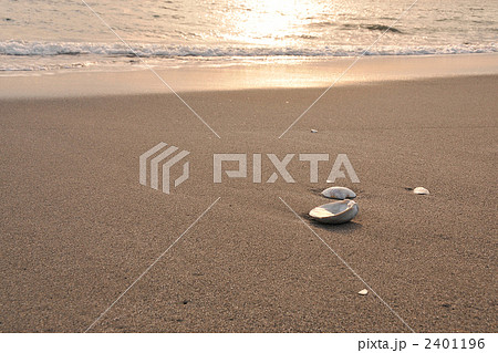 砂浜の貝殻 2401196