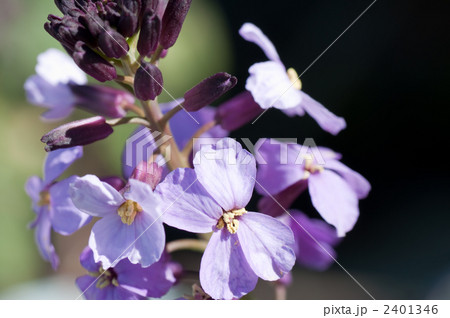 エリシマム 2401346