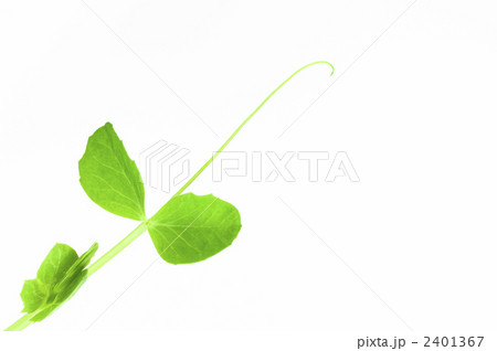 豆苗の新芽 2401367