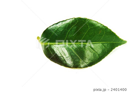 固い椿の葉横位置 2401400