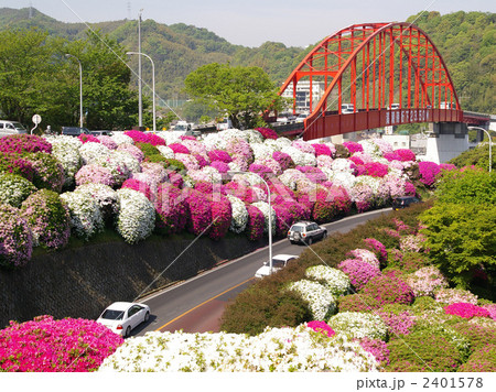 音戸大橋と満開のツツジ(広島県呉市) 音戸大橋と満開のツツジ(広島県呉市) 2401578