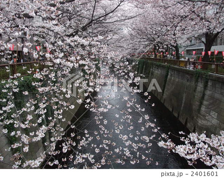 目黒川の桜 目黒川の桜 2401601