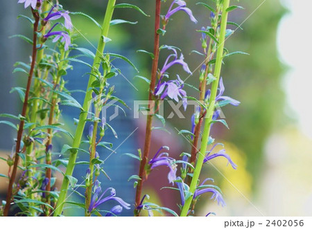 あまり見ることがなくなった沢桔梗 2402056