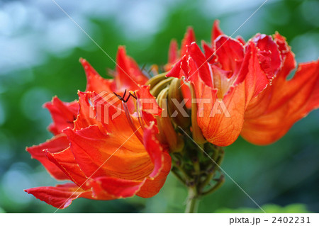 カエンボク 2402231