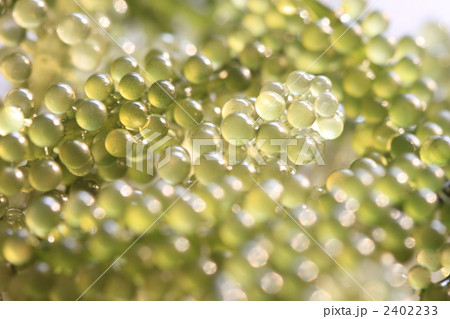 海ぶどう 2402233