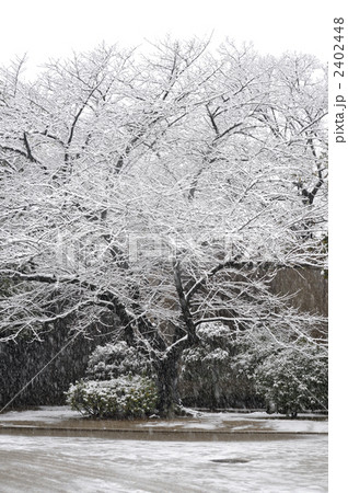雪の日の大阪城 2402448