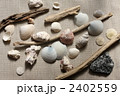 海岸にあった貝、流木、石 2402559
