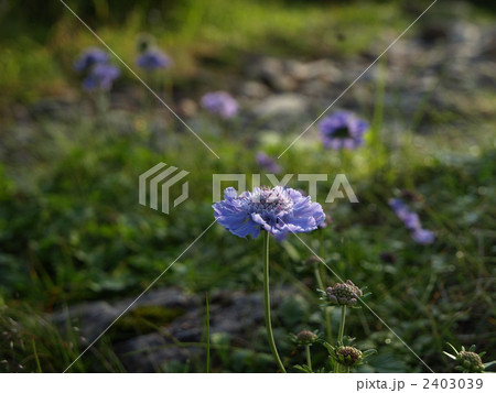 マツムシソウ 2403039