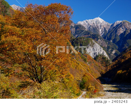 新雪の東駒 2403243