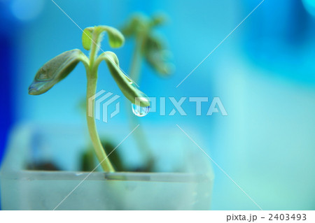 2403493
