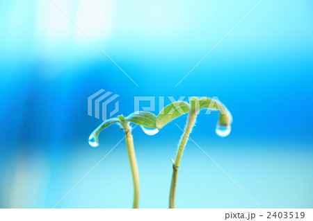 2403519