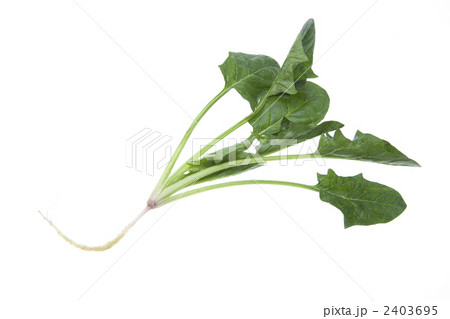 根つきほうれん草 2403695