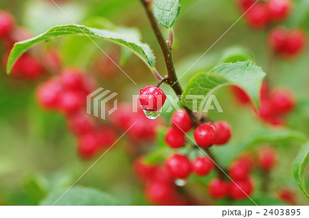 ウメモドキの実 2403895