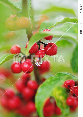 ウメモドキの実 2403897