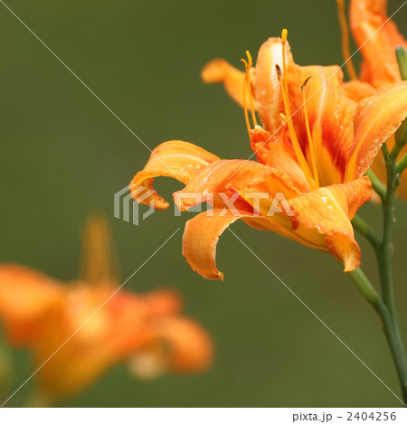 ヤブカンゾウ ヤブカンゾウ 2404256