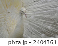 白クジャク 2404361