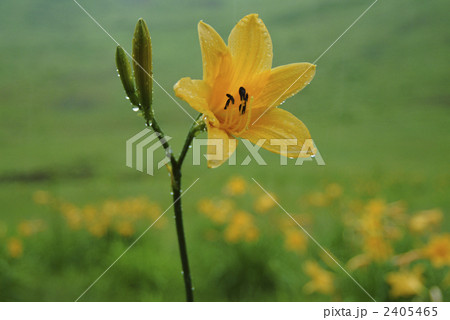 ニッコウキスゲ 2405465