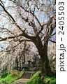 長野市光林寺のしだれ桜 2405503