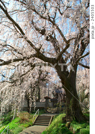 長野市光林寺のしだれ桜 2405503