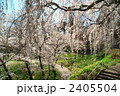 長野市光林寺のしだれ桜 2405504
