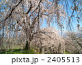 長野市光林寺のしだれ桜 2405513