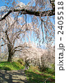 長野市光林寺のしだれ桜 2405518