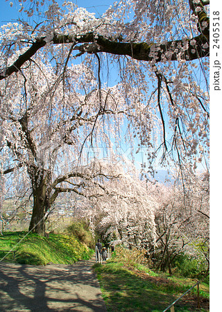 長野市光林寺のしだれ桜 2405518