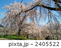 長野市光林寺のしだれ桜 2405522