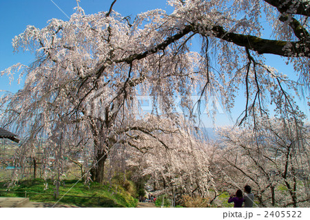 長野市光林寺のしだれ桜 2405522
