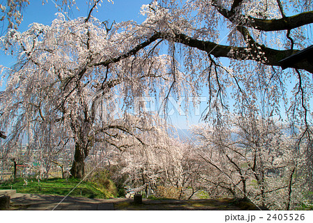 長野市光林寺のしだれ桜 2405526