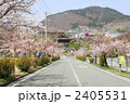 長野市城山公園の桜（ソメイヨシノ） 2405531