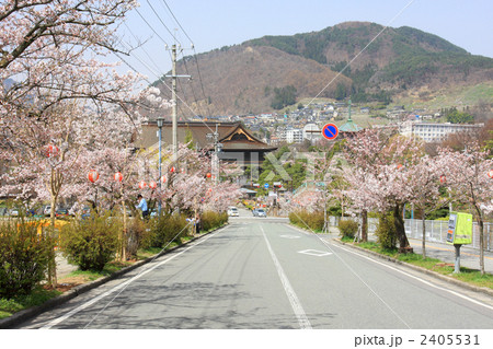 長野市城山公園の桜 ソメイヨシノ の写真素材