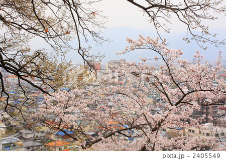 長野市城山公園の桜（ソメイヨシノ） 2405549