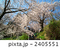 長野市光林寺のしだれ桜 2405551