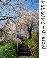 長野市光林寺のしだれ桜 2405554