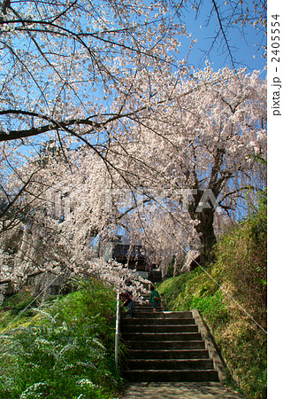 長野市光林寺のしだれ桜 2405554