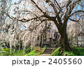 長野市光林寺のしだれ桜 2405560