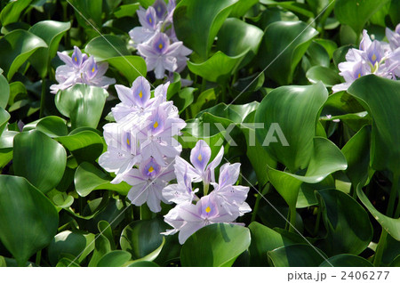 ホテイアオイ 2406277