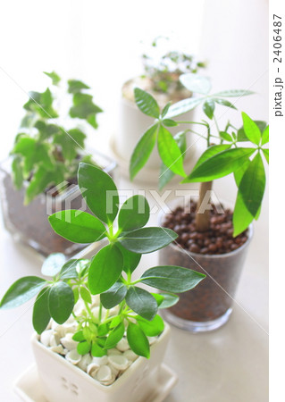 観葉植物　いっぱい 2406487