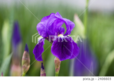 雨の中のアヤメ 雨の中のアヤメ 2406603