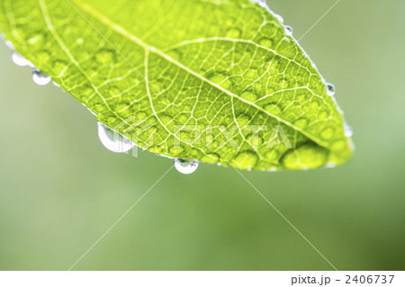 雨に濡れた葉の写真素材